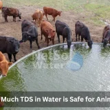 How Much TDS in Water is Safe for Animals?