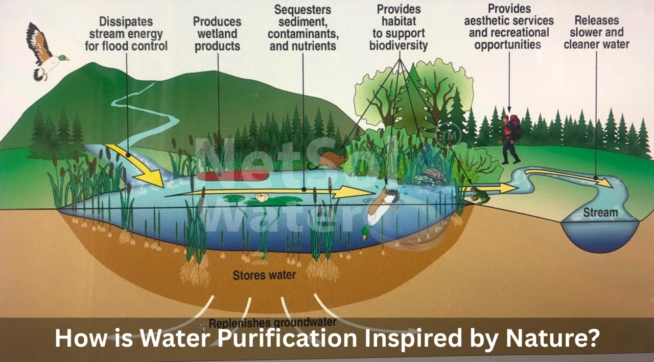 How-is-Water-Purification-Inspired-by-Nature-1280x709.webp